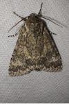 Acronicta megacephala