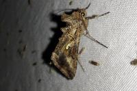 Autographa gamma