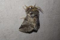 Thaumetopoea processionea