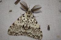 Lymantria monacha