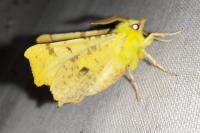 Ennomos alniaria