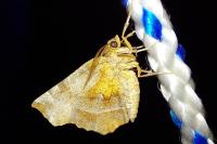 Selenia dentaria
