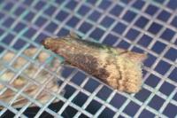Euzophera fuliginosella
