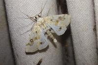 Parapoynx stratiotata