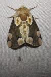 Thyatira batis
