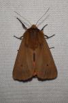Phragmatobia fuliginosa
