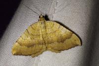Camptogramma bilineata