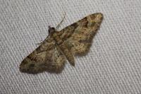 Gymnoscelis rufifasciata