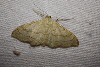 Idaea aversata