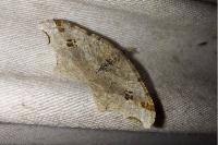 Macaria alternata