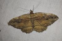 Philereme transversata