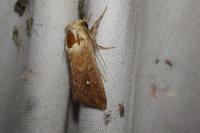 Mythimna albipuncta