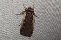 Ochropleura plecta