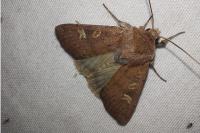 Xestia xanthographa
