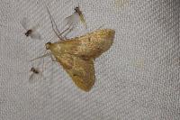 Endotricha flammealis