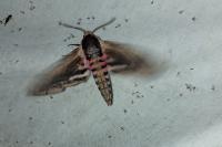 Sphinx ligustri