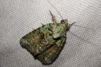 Cryphia algae