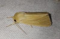 Mythimna pallens