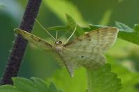 Idaea fuscovenosa