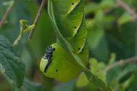 Acherontia atropos