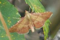Endotricha flammealis