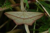 Timandra comae