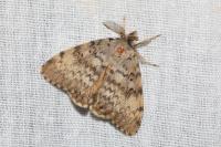 Lymantria dispar
