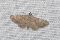 Gymnoscelis rufifasciata