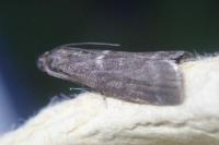 Apomyelois bistriatella