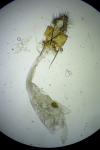 Apomyelois bistriatella