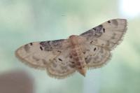 Idaea filicata