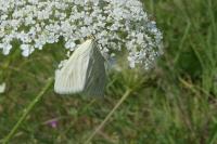 Sitochroa palealis