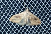 Evergestis forficalis