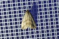Hypenodes humidalis