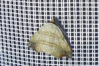 Laspeyria flexula