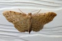 Idaea fuscovenosa