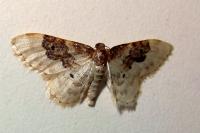 Idaea rusticata