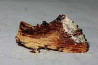 Ptilodon cucullina