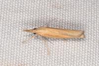 Agriphila tristella