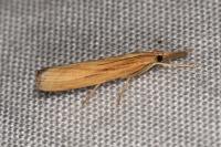 Agriphila tristella