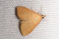 Anania crocealis
