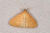 Anania crocealis
