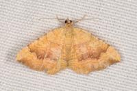 Camptogramma bilineata