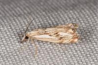 Catoptria falsella