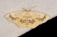 Cyclophora annularia