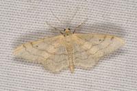 Idaea aversata