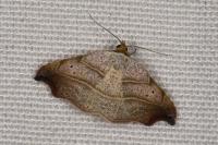 Laspeyria flexula