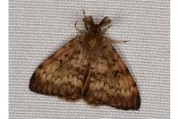 Lymantria dispar
