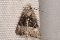 Mesoligia furuncula