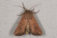 Mythimna albipuncta